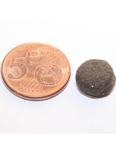 Cinghiale Grain Free