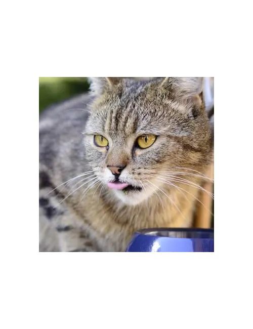 Cat Chicken (4Kg) le migliori crocchette per gatti