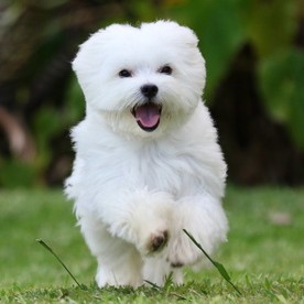 <br />
<b>Warning</b>:  Undefined array key 