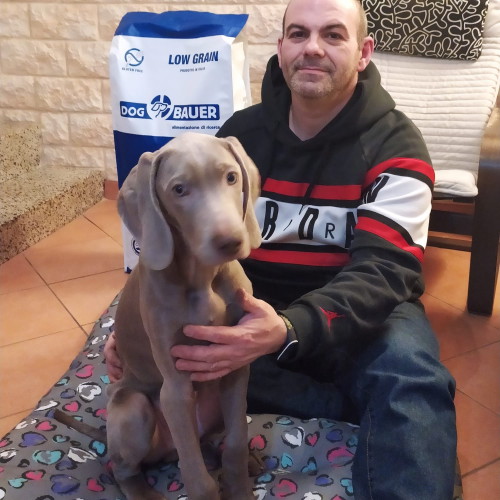 Uomo soddisfatto con il suo cucciolo Weimaraner e sacco di crocchette per cuccioli all'Aringa Low Grain Dogbauer