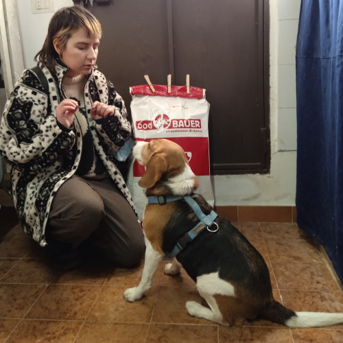 Ragazza che da le crocchette Dogbauer al suo cane Beagle, provale anche tu!