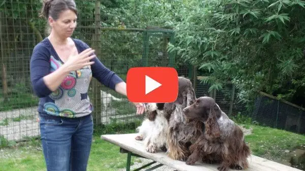 Ragazza con Bracco di Weimar Felici con le crocchette Dogbauer Low Grain