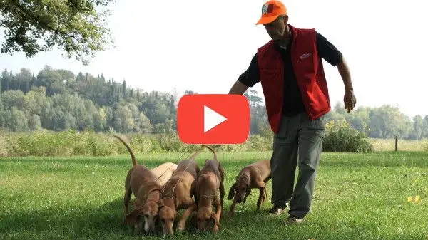 Ragazza con Bracco di Weimar Felici con le crocchette Dogbauer Low Grain