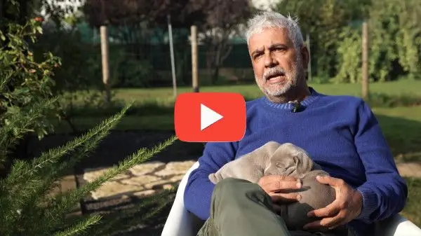 Ragazza con Bracco di Weimar Felici con le crocchette Dogbauer Low Grain