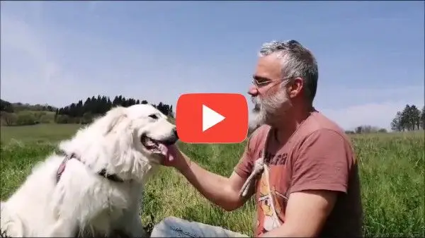 Ragazza con Bracco di Weimar Felici con le crocchette Dogbauer Low Grain