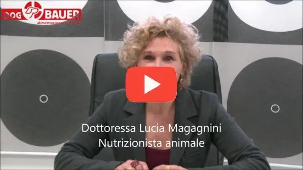 Ragazza con Bracco di Weimar Felici con le crocchette Dogbauer Low Grain