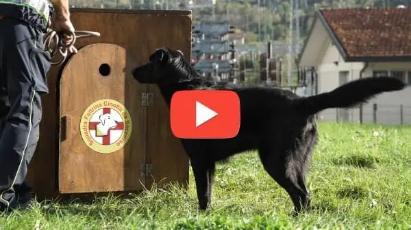 Ragazza con Bracco di Weimar Felici con le crocchette Dogbauer Low Grain