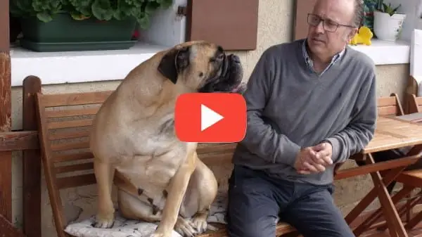 Ragazza con Bracco di Weimar Felici con le crocchette Dogbauer Low Grain