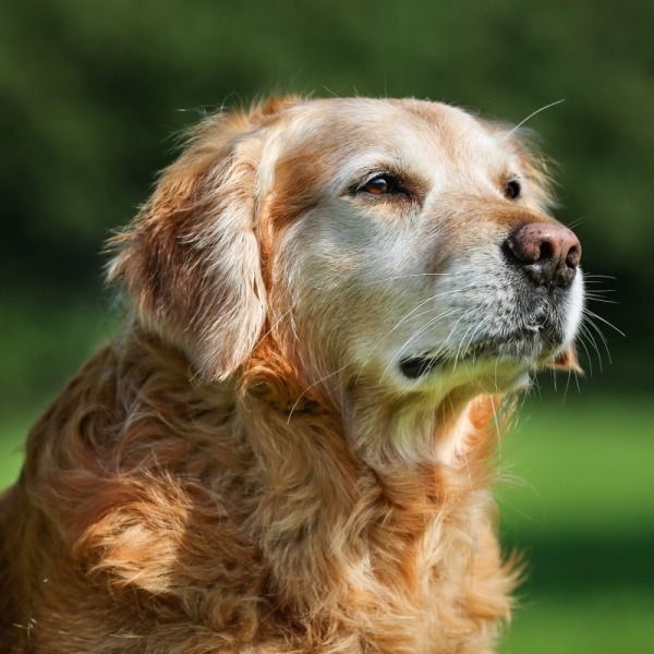 Alimentazione del Cane Anziano