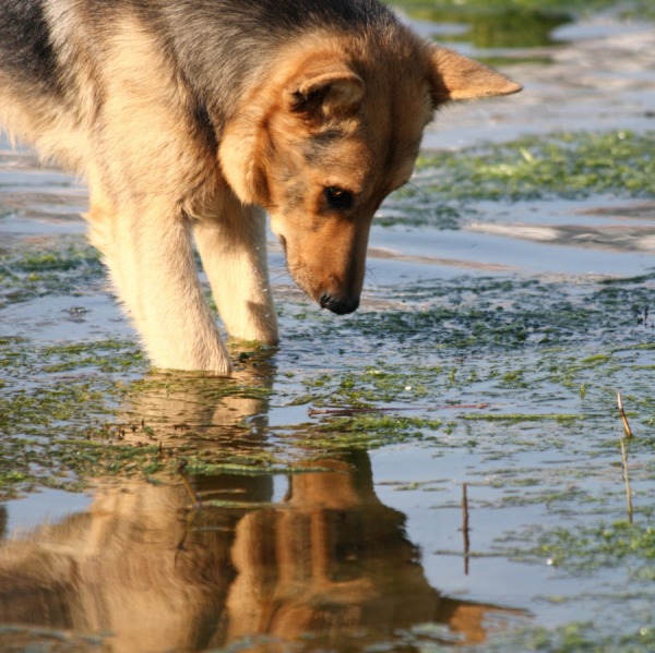 L'Alga Spirulina negli Alimenti per Cani e Gatti