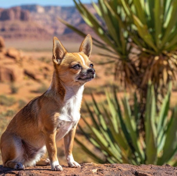 Yucca Schidigera per il Benessere Intestinale di Cane e Gatto