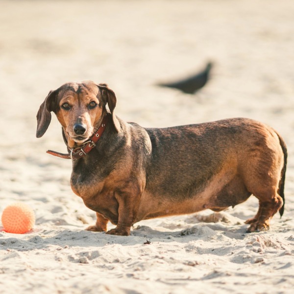 Cane o Gatto Obeso: Rischi, Dieta e Come Capire Se Il Tuo Pet È In Sovrappeso