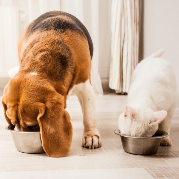 Diverse esigenze alimentari tra cane e gatto